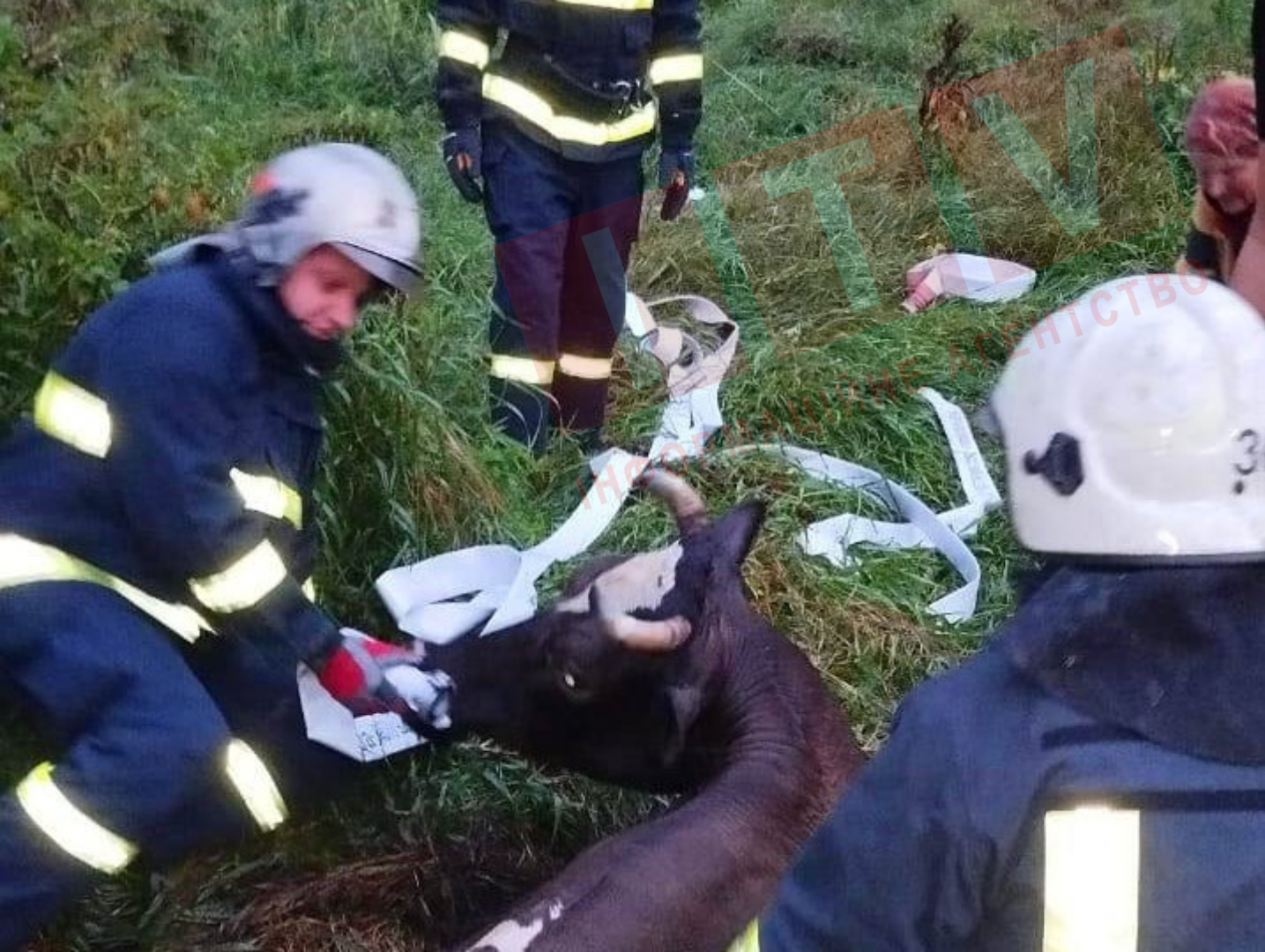 Ірпінські рятувальники врятували із пастки корову