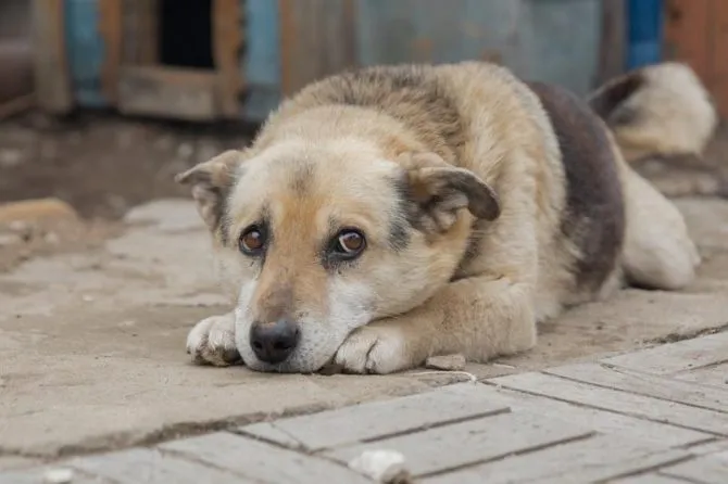 У Бородянській громаді чоловік знущається над свійськими тваринами: поліція розпочала перевірку 